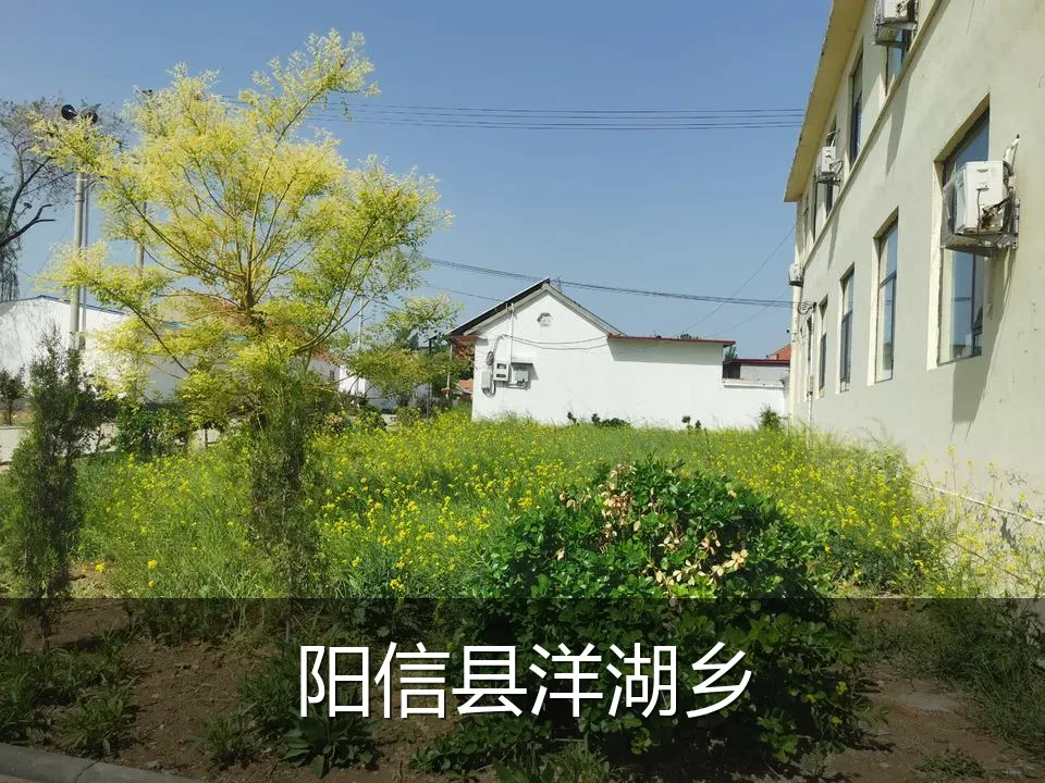 阳信县洋湖乡